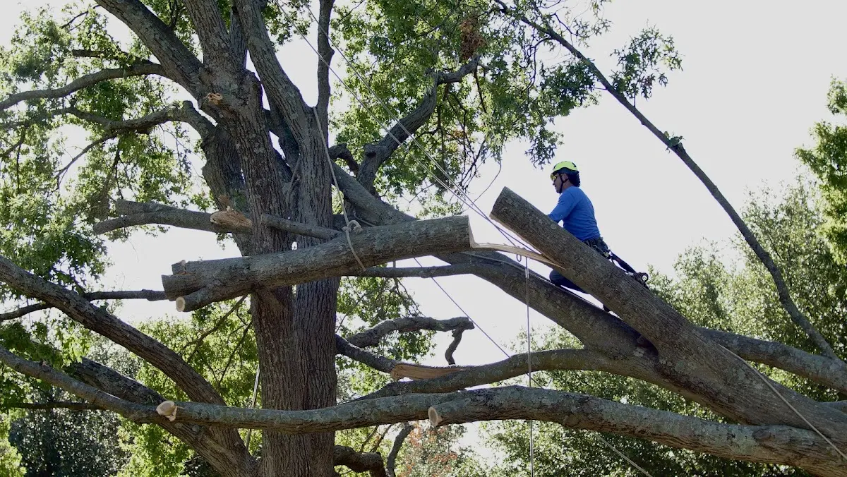 Professional Crown Thinning performed by certified arborists in Basin